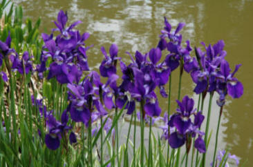 Japanese Iris - Iris ensata as a bog plant