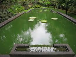 Green Garden Pond Water