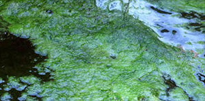 String Algae looks similar to blanket weed