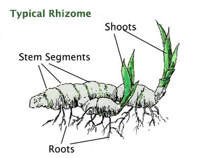 Rhizome components