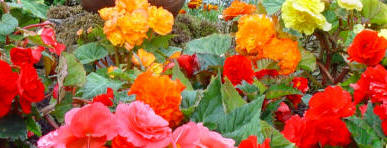 Begonias are grown from Tubers - not bulbs