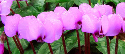 Cyclamen are grown from corms