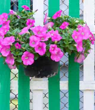 Pot of pink petunias on fence.