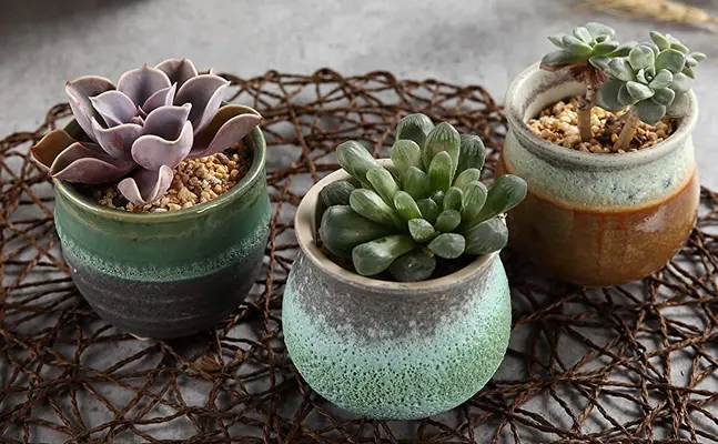 Ceramic Summer Trio Succulent Plant Pot