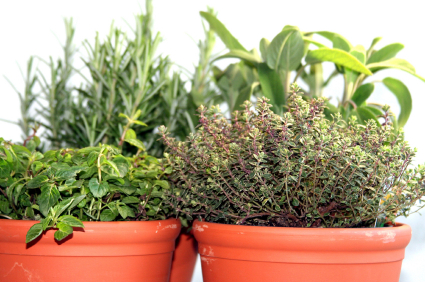 Several herbs growing in pots. Any contaners are suitable for growing herbs - Thyme, Sage and Rosemary are typical examples of herbs for growing in containers.