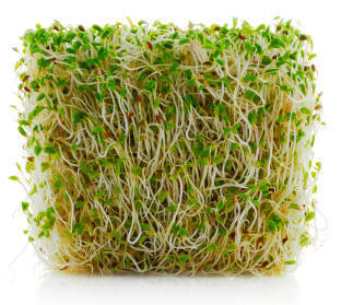 Alfalfa seed sprouts seen here sprouted in a glass container. The Alfalfa sprouts are then normally 'greened'.