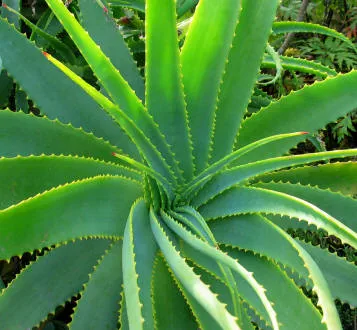 Aloe Vera Plant