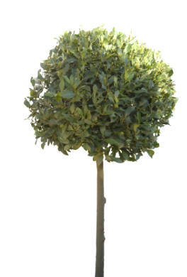 Standard Bay tree shapes into ball