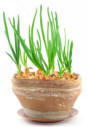 Small image of Chives in Pot