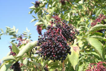 Sambucus nigra - Berries of the Elderberry