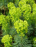 Spurge or Euphorbia is another perennial with herbal properties and can be grown anywhere in the garden