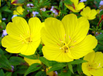 Oenothera - or Evening Primrose is a legendary herb that you can frow in a herbaceous or mixed border. It is also good growing in a dry stone wll cavity! 