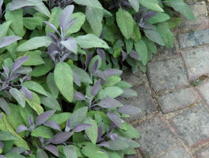 SWalvia officinalis Purpureus - The Purple Sage.