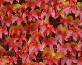 Virginia Creeper - tricuspidata autumn foliage