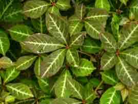 Virginia creeper summer foliage - henyana