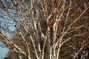 Silver Birch Tree