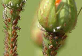 Greenfly on rose buds