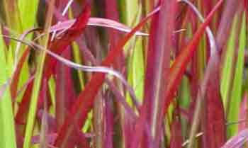 Red Baron Ornamental grass foliage
