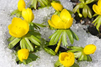 golden yellow flowers