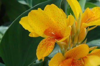 Cannas are spectacular garden plants