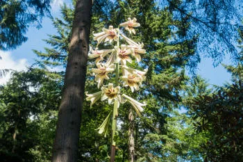 Cardiocrinum trumpet lilies