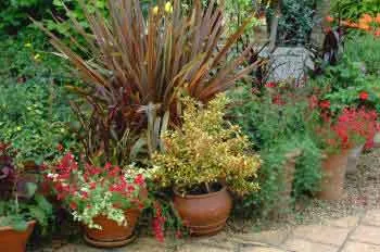 An assortment of plant containers