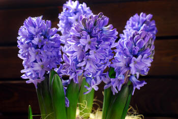 Blue indoor hyacinths