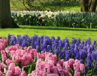 Growing Hyacinth Flower Bulbs