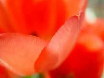 Tulip close up