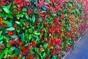 Photinia Red Robin