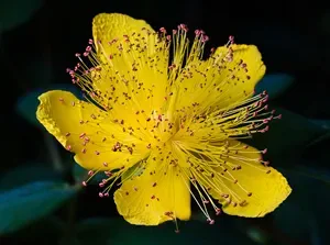 The Rose of Sharon
