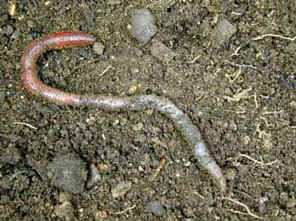 Earthworm on surface of soil