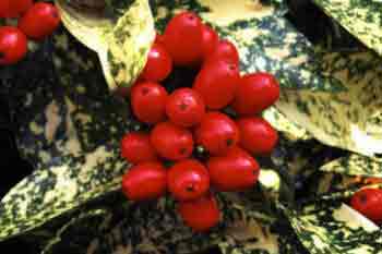 Acuba crotoinifolia with berries