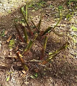 Pruning Shrubs
