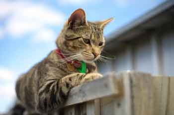 Cat awaiting on top of fence