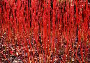 Cornus alba Sibirica bright red stems
