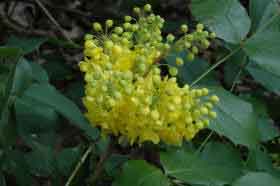 Mahonia Apollo - Yellow flowers and evergreen foliage