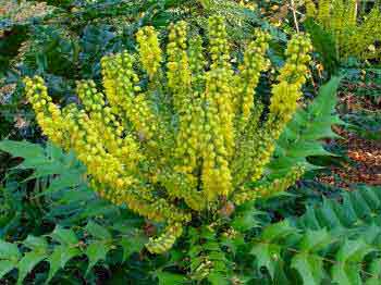 Mahonia x media Lional Fortescue yellow flower spikes.
