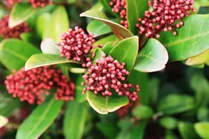skimia-japonica-rubella