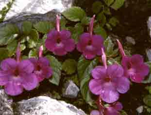 Achimenes - Hot Water Plant - Good houseplant if you can grow!