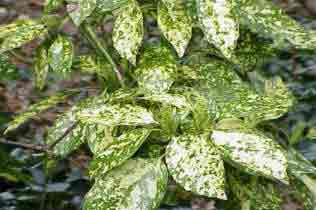 Evergreen Aucuba - good as houseplant in shaded area
