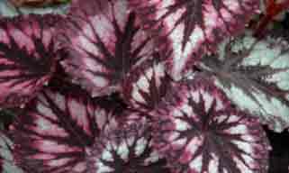 Begonia Rex foliage - not easy as houseplant