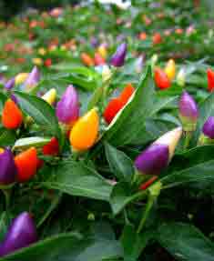 Ornamental Peppers for indoor plant