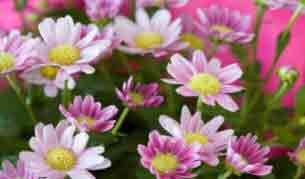 Wide range of colours on indoor plant Chrysanthemums