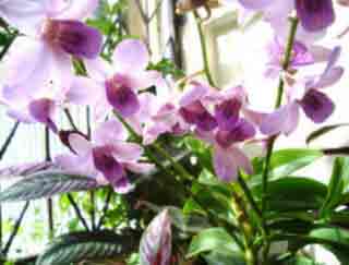 Light mauve Dendrobium Orchid