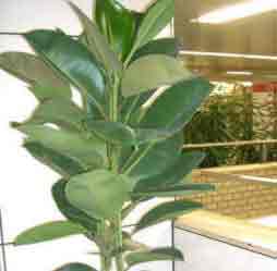The Rubber Plant as indoor houseplant