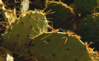 The prickly pear cactrus for indoors use