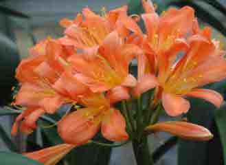 Clivia makes an unusual and stunning flowering indoor plant
