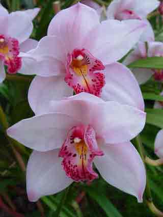 Spray raceme of Cymbidium Orchids