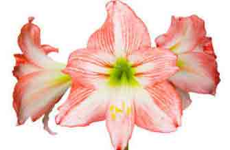 Amaryllis or Hippeastrum flower for indoors